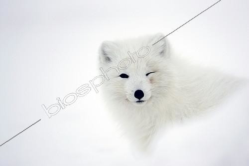Biosphoto | 423124 | Renard polaire dans la neige luttant contre vent et froid ; L'animal tourne son regard vers le photographe. | &copy; Erwan Balança / Biosphoto