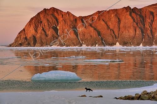 Biosphoto | 1776552 | Renard polaire devant Janus Island et son reflet Groenland | &copy; Pierre Vernay / Biosphoto