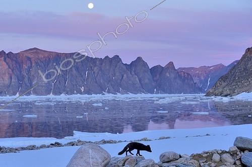 Biosphoto | 1849835 | Renard polaire faisant sa ronde nocturne sur la plage | &copy; Pierre Vernay / Biosphoto