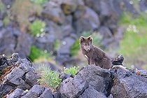 Biosphoto | 2081193 | Renard polaire photographié dans un champ de lave près de Hellnar en Islande, aux alentours de minuit. | &copy; Adrien Wehrlé / Biosphoto