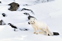 Biosphoto | 2602115 | Renard polaire (Vulpes lagopus) dans la neige, Cap Brewster, Groenland | &copy; Pierre Vernay / Biosphoto