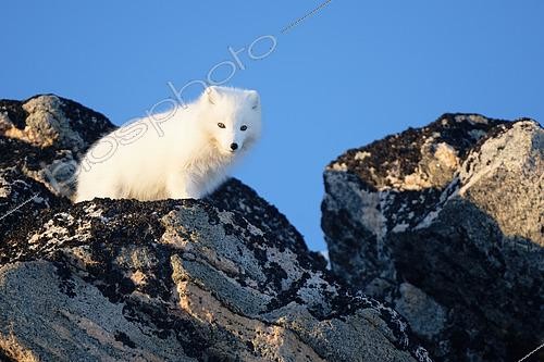 Biosphoto | 2561253 | Renard polaire (Vulpes lagopus) dans les collines du Cap Swainson, Côte est du Groenland | &copy; Pierre Vernay / Biosphoto