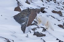 Biosphoto | 2602117 | Renard polaire (Vulpes lagopus) dans les collines du Cap Brewster, Scoresbysund, Mars | &copy; Pierre Vernay / Biosphoto