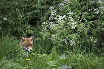 Biosphoto | 2030756 | Renard roux dans une prairie en été - GB | &copy; Frédéric Desmette / Biosphoto