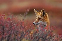 Biosphoto | 2603149 | Renard roux (Vulpes vulpes) dans la toundra automnale, portrait, route de Dempster, Territoire du Yukon, Canada, Amérique du Nord | &copy; Martina Melzer / imageBROKER / Biosphoto