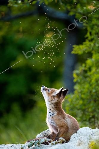 Biosphoto | 2433346 | Renard roux (Vulpes vulpes) jeune regardant des moucherons en vol, Slovaquie | &copy; Ervin Horesnyík / Biosphoto
