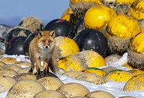 Biosphoto | 2601851 | Renard roux ( Vulpes vulpes) parmi les bouées de filets de pêche, Japon | &copy; Frédéric Desmette / Biosphoto