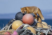 Biosphoto | 2601853 | Renard roux ( Vulpes vulpes) parmi les bouées de filets de pêche, Japon | &copy; Frédéric Desmette / Biosphoto