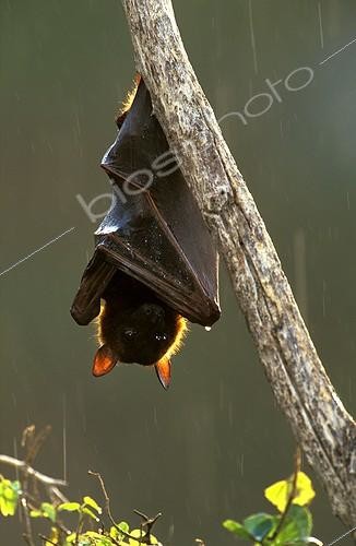 Biosphoto | 7472 | Renard volant à collier suspendu à une branche ; Ipswich Queensland Australie | &copy; Theo Allofs / Biosphoto
