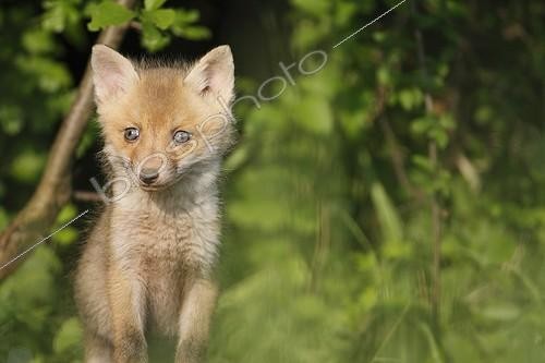 Biosphoto | 948405 | Renardeau roux au sortir du terrier près d'un verger France | &copy; Thierry Reminiac / Biosphoto