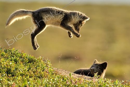 Biosphoto | 2433828 | Renardeaux polaires (Alopex Lagopus) jouant, Jameson Land, Groenland Nord-Est | &copy; Pierre Vernay / Biosphoto