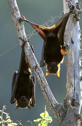Biosphoto | 12078 | Renards volants à collier suspendus sur une branche ; Ipswich Queensland Australie | &copy; Theo Allofs / Biosphoto