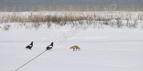 Biosphoto | 1418038 | Rencontre entre un Renard et des Pygargues de Steller Japon | &copy; Benoist Clouet  / Biosphoto