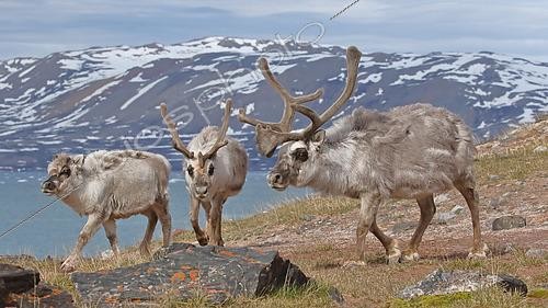 Biosphoto | 2598268 | Renne du Spitzberg (Rangifer tarandus platyrhynchus), mâles adultes et jeunes en pelage de transition au printemps, Spitzberg, Archipel du Svalbard | &copy; Brigitte Marcon / Biosphoto