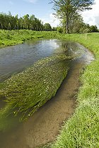Biosphoto | 2138247 | Renoncule des rivières (Ranunculus fluitans), rivière l'Andlau, Meistratzheim, Bas-Rhin, Alsace, France | &copy; Frédéric Tournay / Biosphoto
