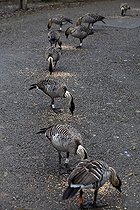 Biosphoto | 1250890 | Repas des Bernaches néné  WWT Slimbridge Reserve RU | &copy; Michel Gunther / Biosphoto