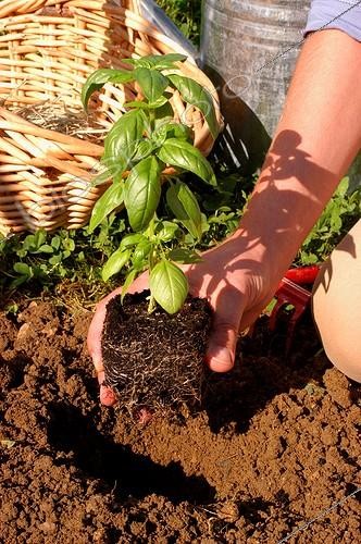 Biosphoto | 19985 | Repiquage de Basilic ; Poser le plant au fond du trou | &copy; Vilma Meunier / Biosphoto