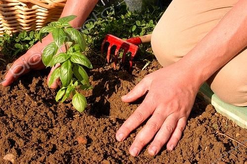 Biosphoto | 19984 | Repiquage de Basilic ; Remettre la terre autour du plant | &copy; Vilma Meunier / Biosphoto
