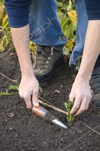 Biosphoto | 1256446 | Repiquage de Chicorées dans un jardin potager ; Chicorée frisée 'Grosse pommant seule'. Mise en place du plant. Le bâton au sol indique la distance de plantation. | &copy; Alexandre Petzold / Biosphoto