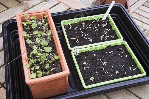 Biosphoto | 911674 | Repiquage de Pensées dans un jardin | &copy; NouN / Biosphoto