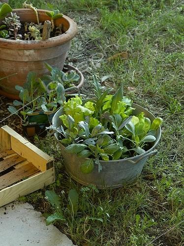 Biosphoto | 647669 | Repiquage de semis au jardin | &copy; Gilles Le Scanff & Joëlle-Caroline Mayer / Biosphoto