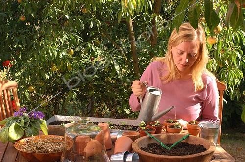 Biosphoto | 20091 | Repiquage des bisannuelles ; Arroser délicatement les plantules | &copy; Vilma Meunier / Biosphoto