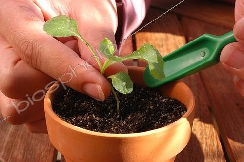 Biosphoto | 20092 | Repiquage des bisannuelles ; Enfoncer délicatement les plantules | &copy; Vilma Meunier / Biosphoto