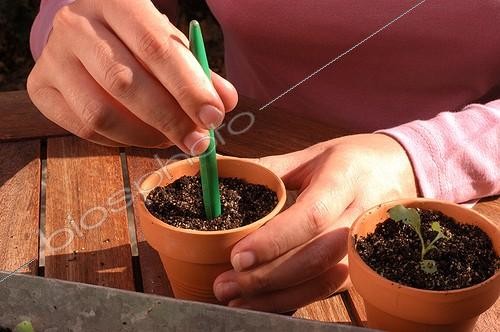 Biosphoto | 20094 | Repiquage des bisannuelles ; Faire un trou dans le terreau | &copy; Vilma Meunier / Biosphoto
