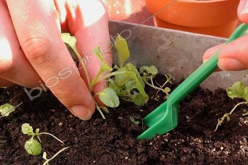 Biosphoto | 20093 | Repiquage des bisannuelles ; Retirer doucement les plantules | &copy; Vilma Meunier / Biosphoto