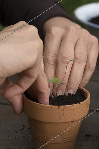 Biosphoto | 527171 | Repiquage en godets de Sauges sur une terrasse de jardin ; Tasser la terre autour du jeune plant repiqué | &copy; NouN / Biosphoto