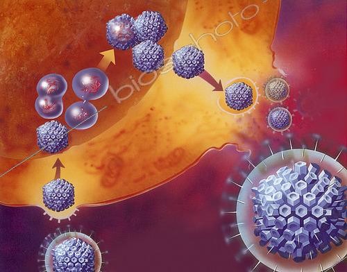 Biosphoto | 2475777 | Replication of virus within host cell. | &copy; Elise Walmsley-MacWha / Stocktrek Images / Biosphoto