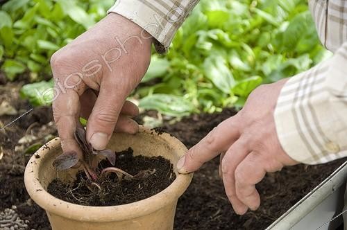 Biosphoto | 813771 | Repotting of a Fringed yellow-loosestrife 'Fire Craker' | &copy; Alexandre Petzold / Biosphoto