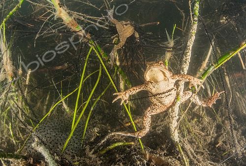 Biosphoto | 2172157 | Reproduction des Crapauds communs (Bufo bufo) et leurs oeufs dans un lac, Ain, France | &copy; Rémi Masson / Biosphoto