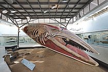 Biosphoto | 2609506 | Reproduction of a whale, museum of natural history, castle Rosenstein, Stuttgart, Baden-Wuerttemberg, Germany | &copy; KFS / imageBROKER / Biosphoto