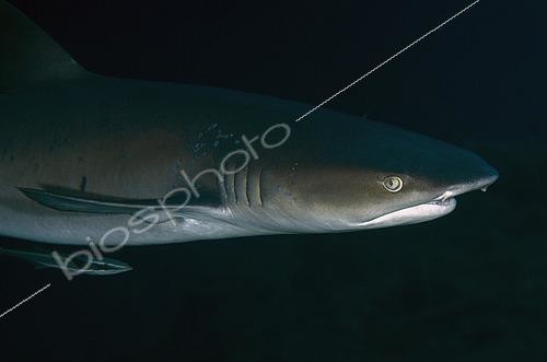 Biosphoto | 2487986 | Requin à aileron blanc de lagon (Triaenodon obesus) avec un Rémora (Echeneis naucrates), site de plongée de Biaha, Candidasa, Bali, Indonésie. | &copy; Colin Marshall / Biosphoto