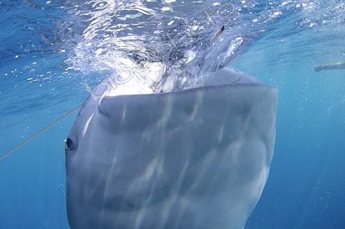 Biosphoto | 1921920 | Requin baleine avalant de l'eau à la surface - Papouasie | &copy; Mike Veitch / Biosphoto