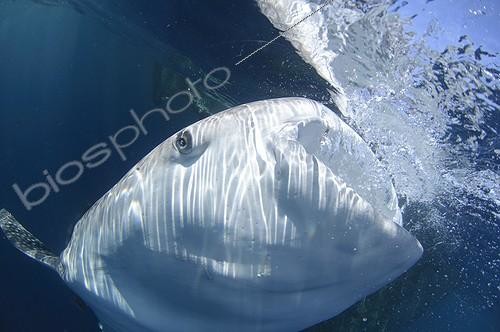 Biosphoto | 1921921 | Requin baleine avalant de l'eau à la surface - Papouasie | &copy; Mike Veitch / Biosphoto