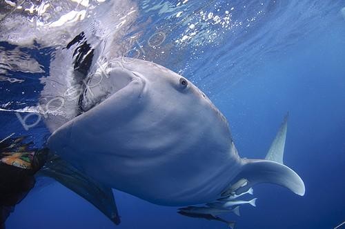 Biosphoto | 1921942 | Requin baleine avalant de l'eau à la surface - Papouasie | &copy; Mike Veitch / Biosphoto