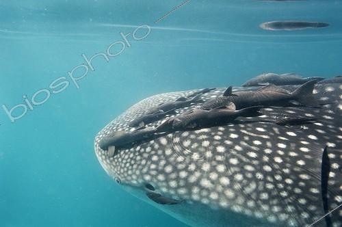 Biosphoto | 2008400 | Requin baleine avec Rémoras sur la tête - Mer de Cortez | &copy; Christopher Swann / Biosphoto