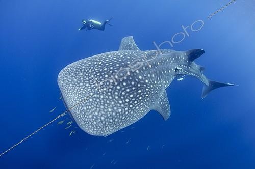 Biosphoto | 1921926 | Requin baleine et plongeur  - Papouasie | &copy; Mike Veitch / Biosphoto