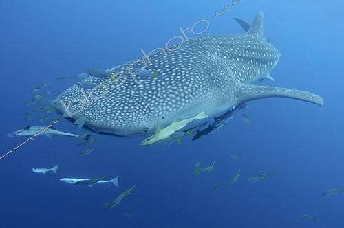 Biosphoto | 1921924 | Requin baleine et Rémoras - Papouasie | &copy; Mike Veitch / Biosphoto