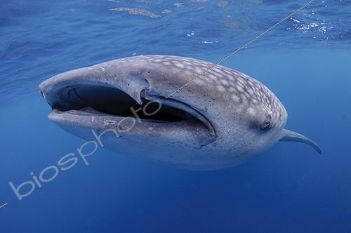 Biosphoto | 1921922 | Requin baleine nageant sous la surface - Papouasie ; Sous un bateau de pêche Bagan | &copy; Mike Veitch / Biosphoto