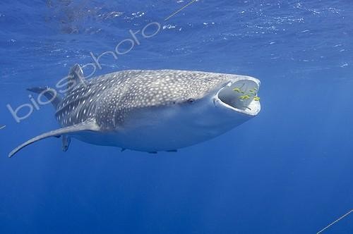Biosphoto | 1921923 | Requin baleine nageant sous la surface - Papouasie ; Sous un bateau de pêche Bagan | &copy; Mike Veitch / Biosphoto