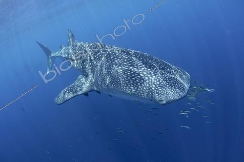 Biosphoto | 1921925 | Requin baleine nageant sous la surface - Papouasie ; sous un bateau de pêche Bagan | &copy; Mike Veitch / Biosphoto