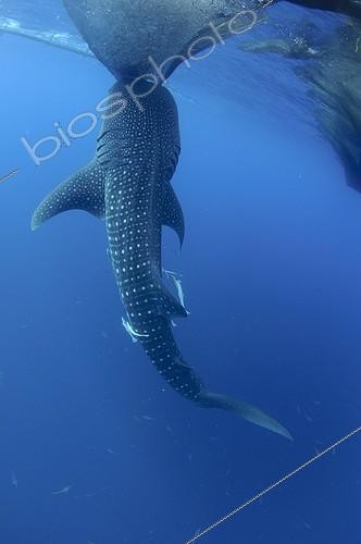 Biosphoto | 1921934 | Requin baleine se nourrissant dans un filet de pêche  ; sous un bateau de pêche bagan  | &copy; Mike Veitch / Biosphoto