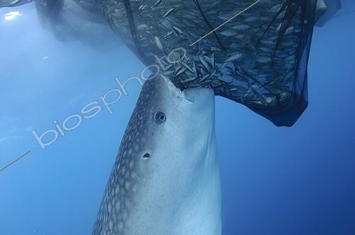 Biosphoto | 1921935 | Requin baleine se nourrissant dans un filet de pêche  ; sous un bateau de pêche bagan  | &copy; Mike Veitch / Biosphoto