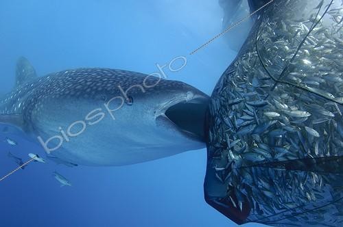 Biosphoto | 1921937 | Requin baleine se nourrissant dans un filet de pêche  ; sous un bateau de pêche bagan  | &copy; Mike Veitch / Biosphoto