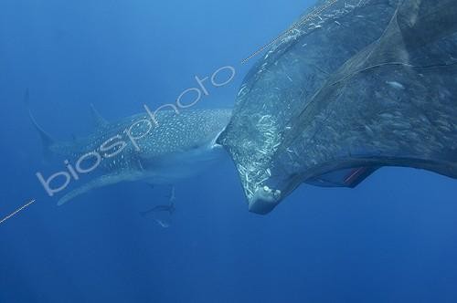 Biosphoto | 1921938 | Requin baleine se nourrissant dans un filet de pêche  ; sous un bateau de pêche bagan  | &copy; Mike Veitch / Biosphoto