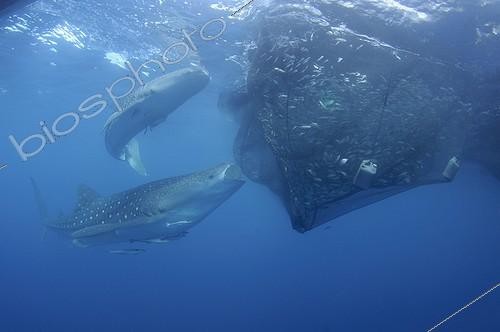 Biosphoto | 1921939 | Requin baleine se nourrissant dans un filet de pêche  ; sous un bateau de pêche bagan  | &copy; Mike Veitch / Biosphoto