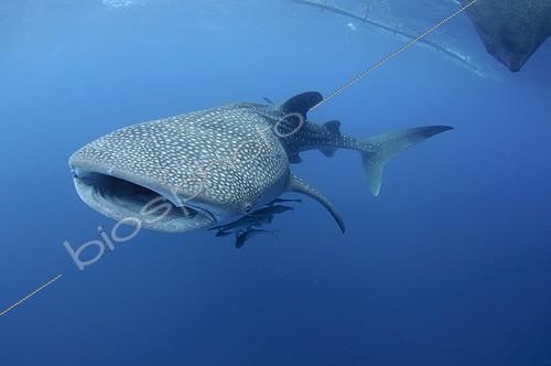 Biosphoto | 1921927 | Requin baleine sous un bateau de pêche bagan  - Papouasie | &copy; Mike Veitch / Biosphoto